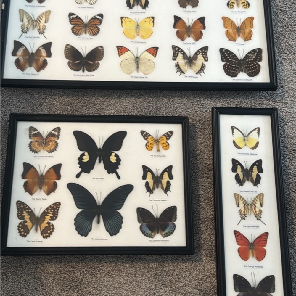 Framed Butterfly Collection Wall Art